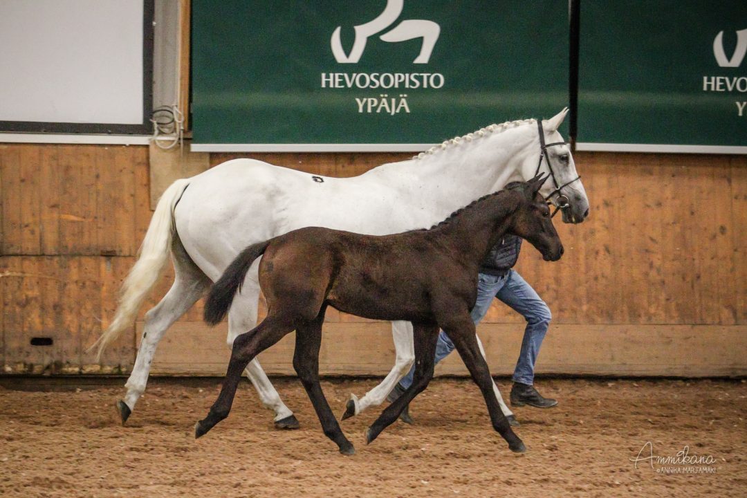 o. Berglands Corleone s. 2017