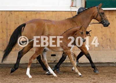r. Berglands Reventon s. 2014